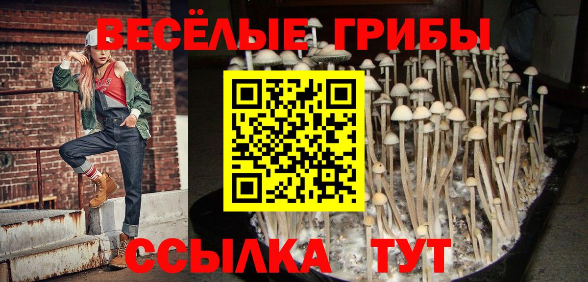 Псилоцибиновые грибы Psilocybine cubensis Приморско-Ахтарск